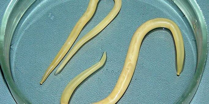 In the petri dish, human roundworms parasitize the walls of the small intestine