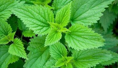Herbs to remove the parasites from the body