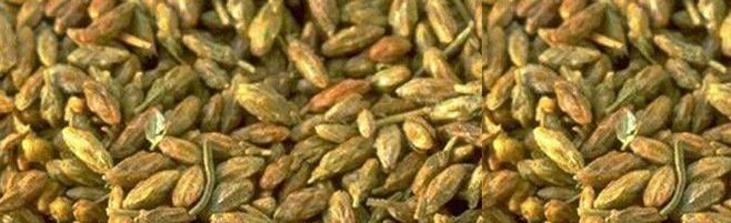 It acts against parasites on sitvar seeds