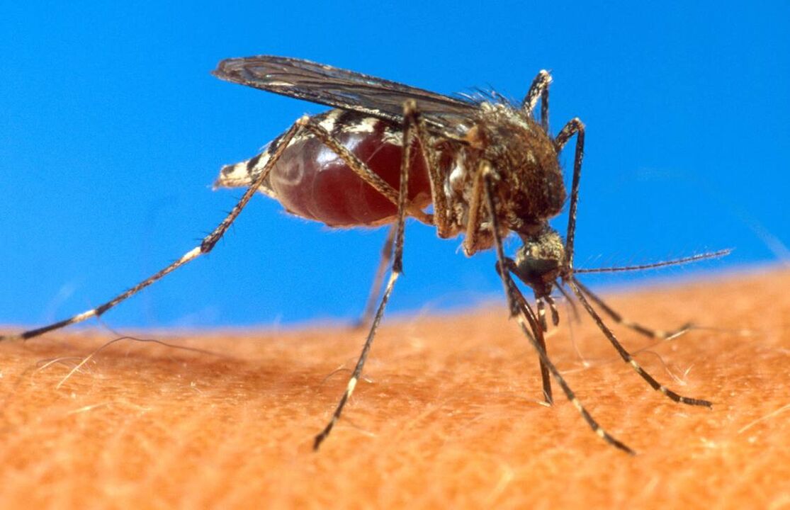 mosquito bite as a way of infection with worms