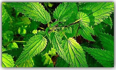 Nettle against parasites