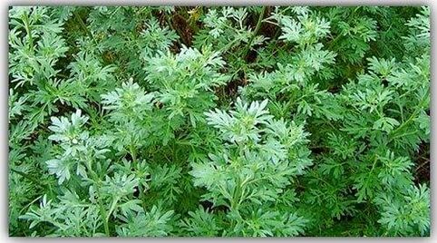 Wormwood for parasites