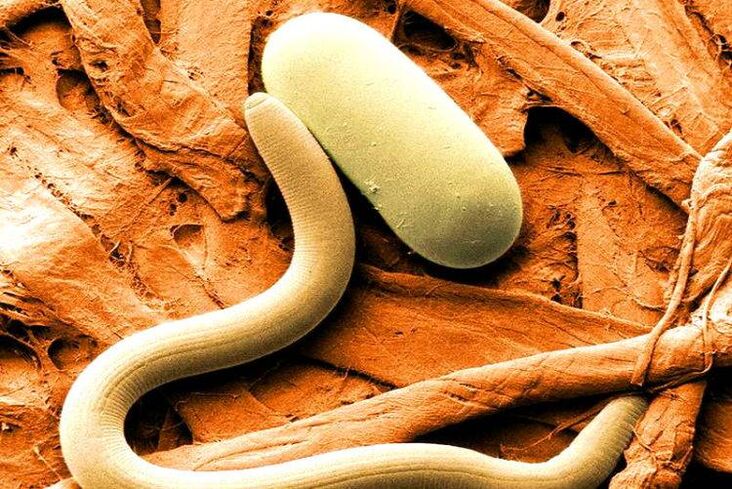 parasites inside the human body