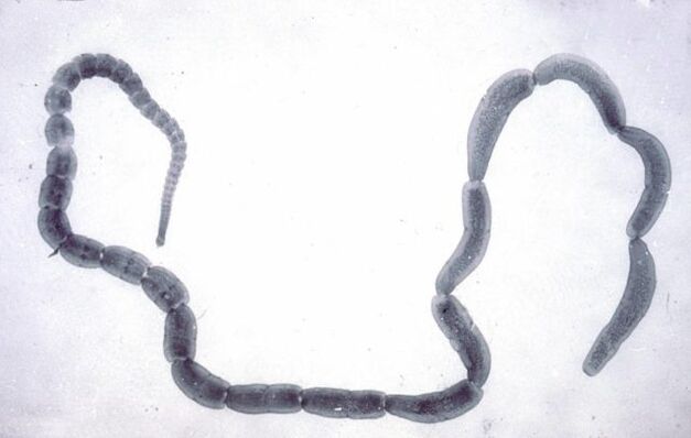 Cucumber built a ribbon